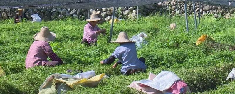 不愁銷路的種植項目，這幾個不愁沒銷路